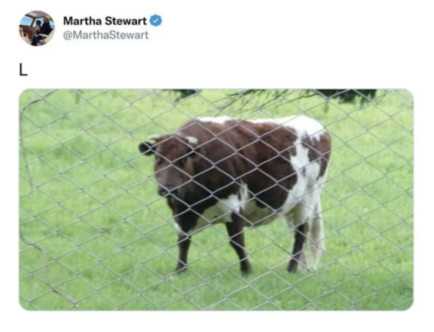 calf - L Martha Stewart